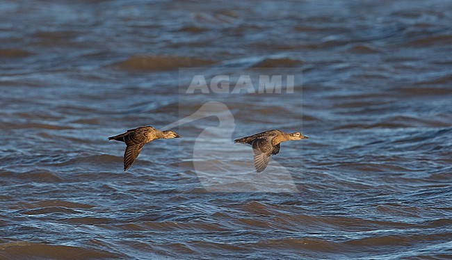 Non breeding Spectacled Eider (Somateria fischeri) (right) flying together with King Eider past Point Barrow in Alaska. stock-image by Agami/Edwin Winkel,