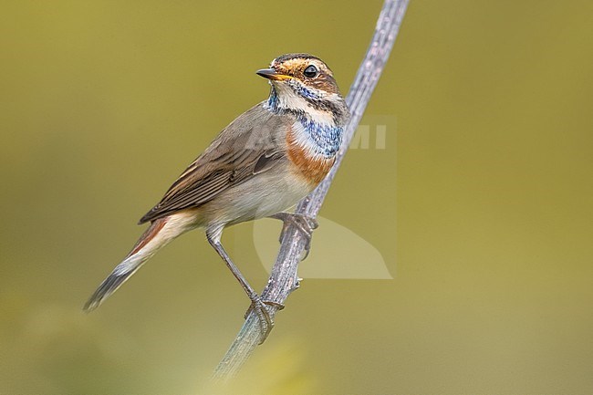 White-spotted Bluethroat (Luscinia svecica) in Italy. stock-image by Agami/Daniele Occhiato,