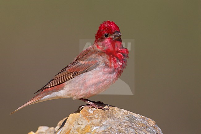 Volwassen mannetje Roodmus; Adult summer Common Rosefinch stock-image by Agami/Daniele Occhiato,