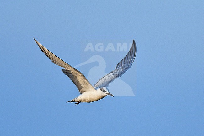 Whiskered Tern (Chlidonias hybrida) wintering near Pak Thale in Thailand. stock-image by Agami/Laurens Steijn,