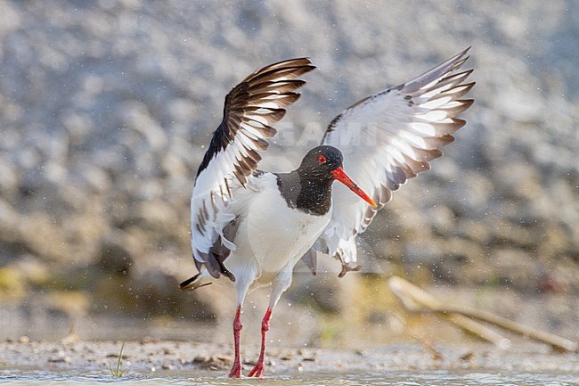  stock-image by Agami/Menno van Duijn,