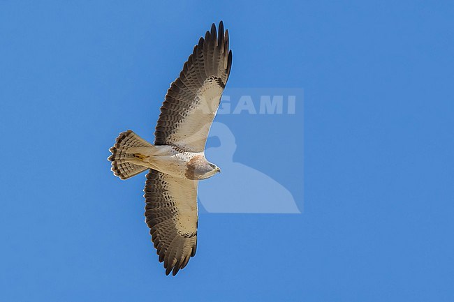 Adult (light morph)
San Diego Co., CA
April 2023 stock-image by Agami/Brian E Small,