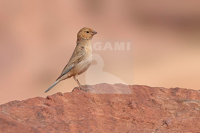 Adult female Sinai rosefinch (Carpodacus synoicus) sitting on a rock in Petra, Jordan. stock-image by Agami/Vincent Legrand,