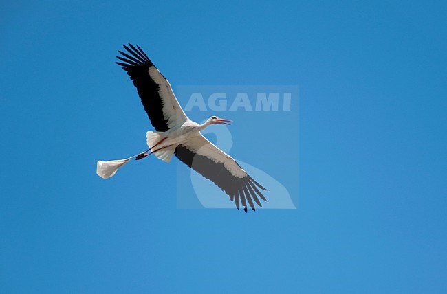 Ooievaar vliegt met een plastic zak aan een van zijn poten. White Stork in flight with plastic bag stock-image by Agami/Marten van Dijl,