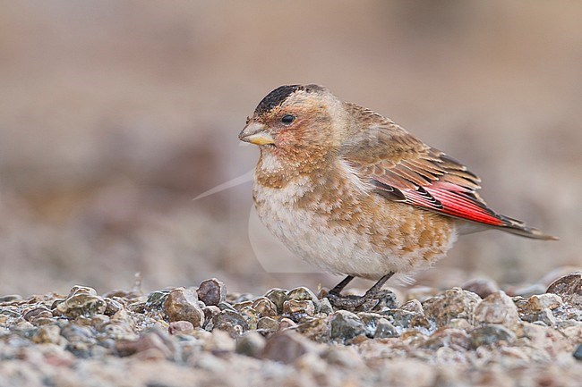 Atlasbergvink, African Crimson-winged Finch stock-image by Agami/Ralph Martin,