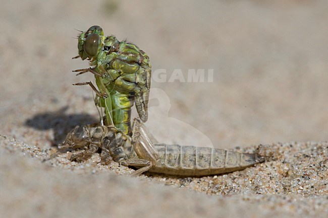 Uitsluipende Rivierrombout; Emerging Yellow-legged Clubtail stock-image by Agami/Arie Ouwerkerk,