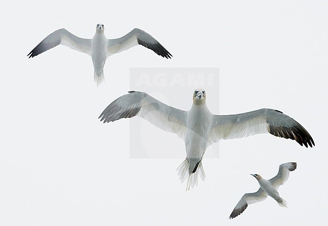 Northern Gannet (Sula bassana) July 2014 UK Shetland stock-image by Agami/Markus Varesvuo,