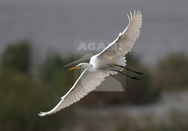 Great Egret flying; Grote Zilverreiger vliegend stock-image by Agami/Hans Gebuis,