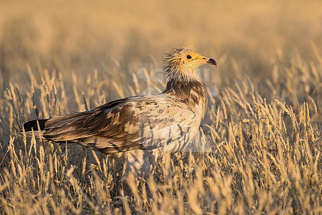 Endangered Egyptian Vulture (Neophron percnopterus) stock-image by Agami/Alain Ghignone,