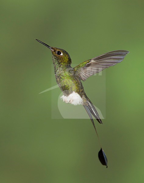 Vlagstaartpluimbroekje in vlucht, Booted Racket-tail in flight stock-image by Agami/David Hemmings,