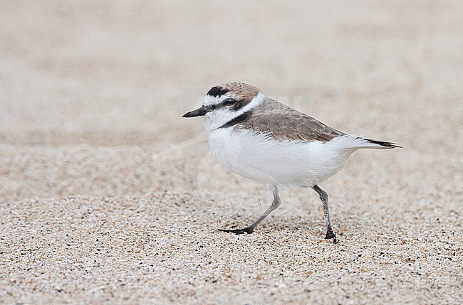 Amerikaanse Strandplevier, Snowy Plover stock-image by Agami/Martijn Verdoes,