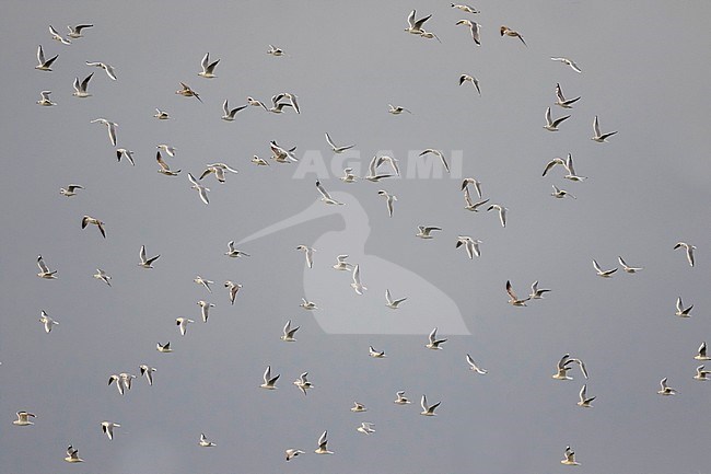 Black-headed Gull - Lachmöwe - Larus ridibundus, Germany, adult, winter plumage stock-image by Agami/Ralph Martin,