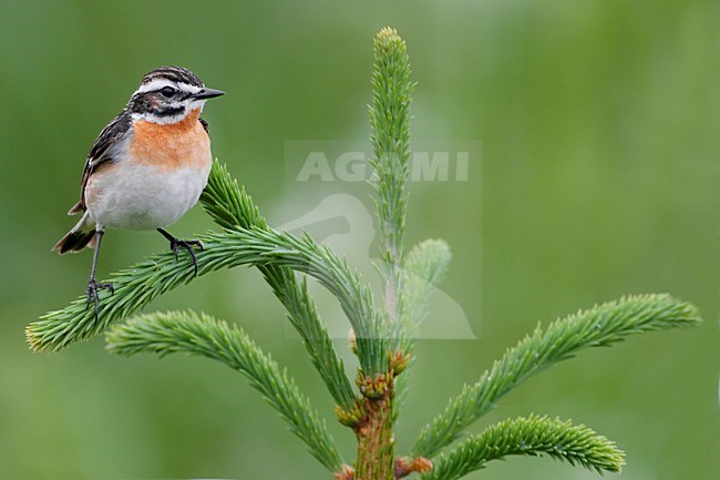 Mannetje Paapje; Male Winchat stock-image by Agami/Daniele Occhiato,