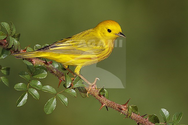 Adult male
Galveston Co., TX
April 2012 stock-image by Agami/Brian E Small,