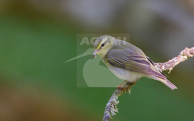 Wood Warbler (Phylloscopus sibilatrix) with food for the chicks at Öland, Sweden stock-image by Agami/Helge Sorensen,