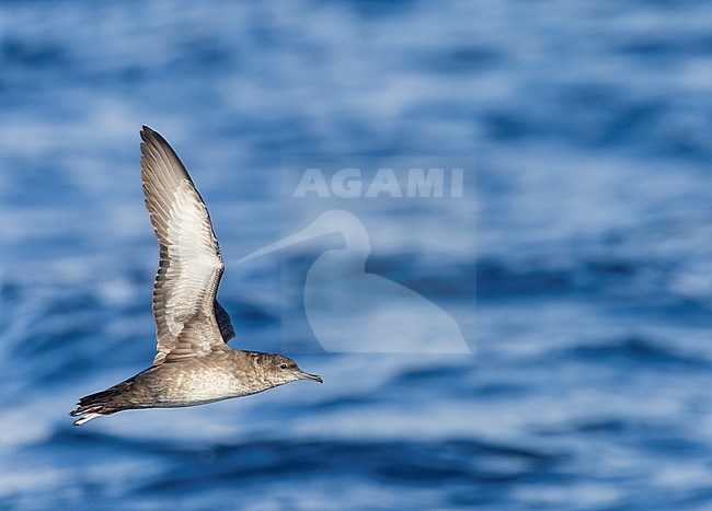 Critically Endangered Balearic shearwater (Puffinus mauretanicus) off the east coast of Spain. stock-image by Agami/Marc Guyt,