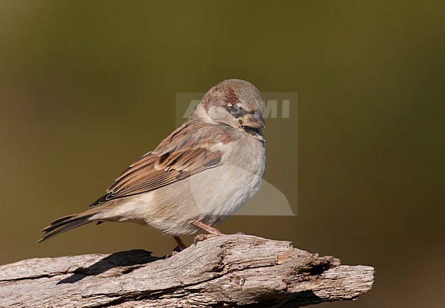 Mannetje Huismus; Male House Sparrow stock-image by Agami/Markus Varesvuo,