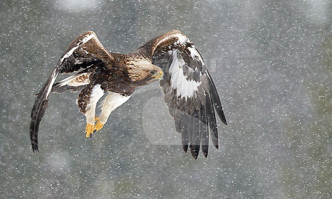Golden Eagle (Aquila chrysaetos) UtajÃ¤rvi Finland February 2012 stock-image by Agami/Markus Varesvuo,