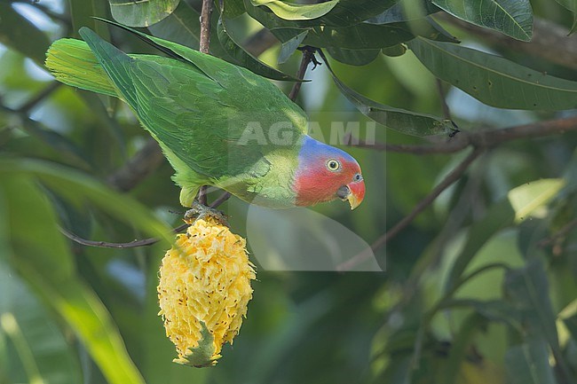Red-cheeked Parrot (Geoffroyus geoffroyi) feeding in a tree in Papua New Guinea stock-image by Agami/Dubi Shapiro,