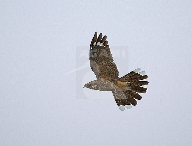 Side view of a male European Nightjar (Caprimulgus europaeus) in flight, flapping wings. Europe stock-image by Agami/Markku Rantala,