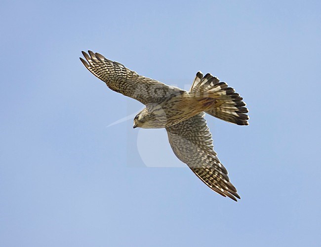 Merlin adult flying; Smelleken volwassen vliegend stock-image by Agami/Markus Varesvuo,