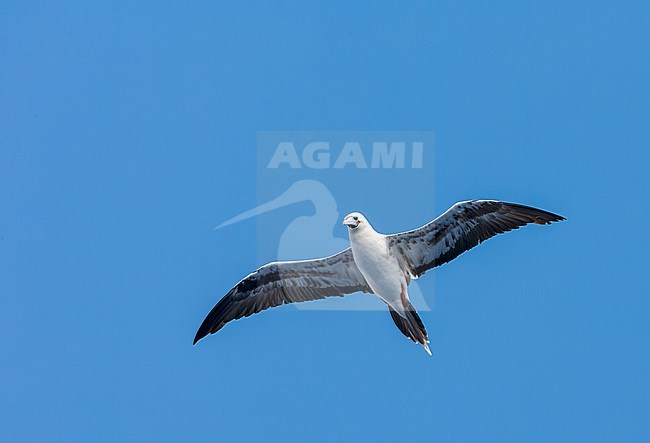 Red-footed booby, Sula sula sula, in the southern atlantic ocean. stock-image by Agami/Marc Guyt,