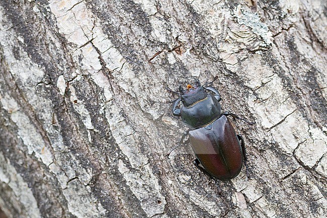 Lucanus cervus - Hirschkäfer, Germany (Baden-Württemberg), imago, female stock-image by Agami/Ralph Martin,