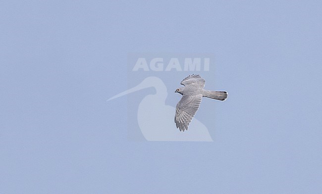 Male Shikra (Accipiter badius) in flight in southern Thailand. Migrating over Chumphon Raptor Center, Chumphon, Thailand. stock-image by Agami/Ian Davies,