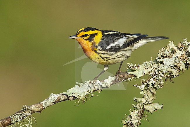 Adult male
Galveston Co., TX
April 2014 stock-image by Agami/Brian E Small,