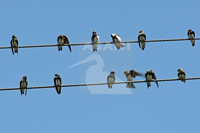 Sand Martin a group resting and preening on wire Spain, Oeverzwaluw een groep rustend en poetsend op draad Spanje stock-image by Agami/Wil Leurs,