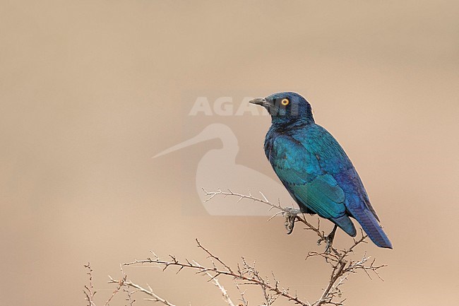 Groenstaart-glansspreeuw, Greater Blue-eared Starling, stock-image by Agami/Walter Soestbergen,