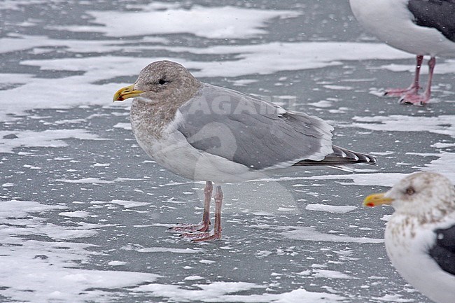 Glaucous-winged Gull (Larus glaucescens) wintering in Japan. stock-image by Agami/Pete Morris,