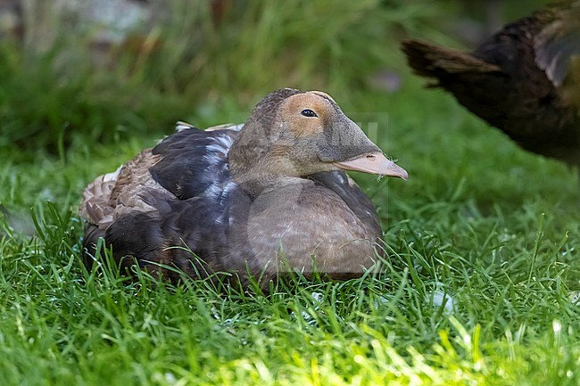 Eclipse male Spectacled Eider (Somateria fischeri) in captivity, Zeeland, the Netherlands. stock-image by Agami/Vincent Legrand,