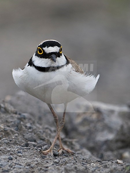 Kleine Plevier staand; Little Ringed Plover standing stock-image by Agami/Han Bouwmeester,