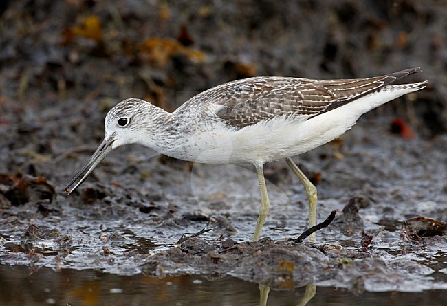 Juveniele Groenpootruiter; Juvenile Greenshank stock-image by Agami/Markus Varesvuo,