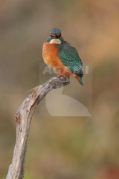 Juvenile or female Common Kingfischer (Alcedo atthis) perching on a branch watching directly in photographers direction stock-image by Agami/Mathias Putze,