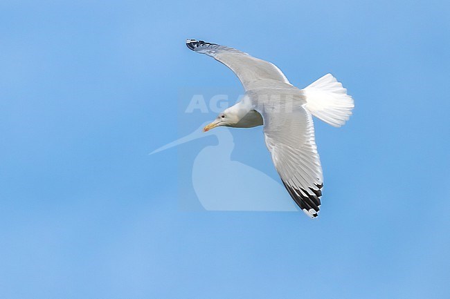 Adult Caspian Gull (Larus cachinnans) flying over la Meuse in Yvoir, Namur, Belgium. stock-image by Agami/Vincent Legrand,