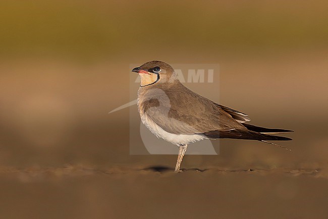 Collared Pratincole, Glareola pratincola, in Italy. stock-image by Agami/Daniele Occhiato,