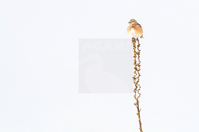 Kneu, Common Linnet, Carduelis cannabina adult male in snow covered bush in early spring stock-image by Agami/Menno van Duijn,