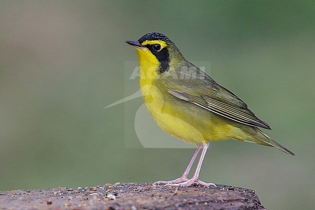 Adult 
Galveston Co., TX
April 2013 stock-image by Agami/Brian E Small,