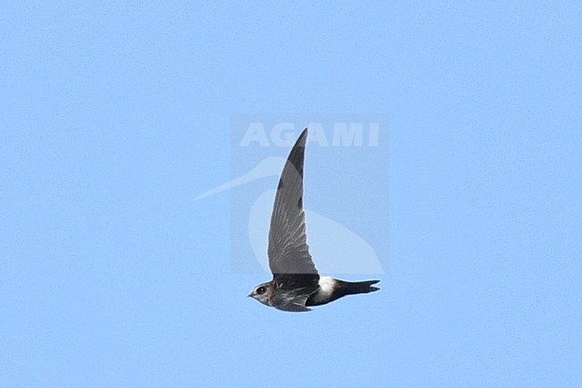 Immature Horus swift (Apus horus) at Schiermonnikoog, Netherlands. Extreme African vagrant and first record in the Western Palearctic (WP). stock-image by Agami/Laurens Steijn,