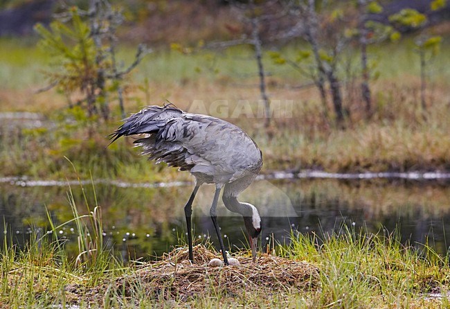 Common Crane adult at his nest; Kraanvogel volwassen bij nest stock-image by Agami/Markus Varesvuo,