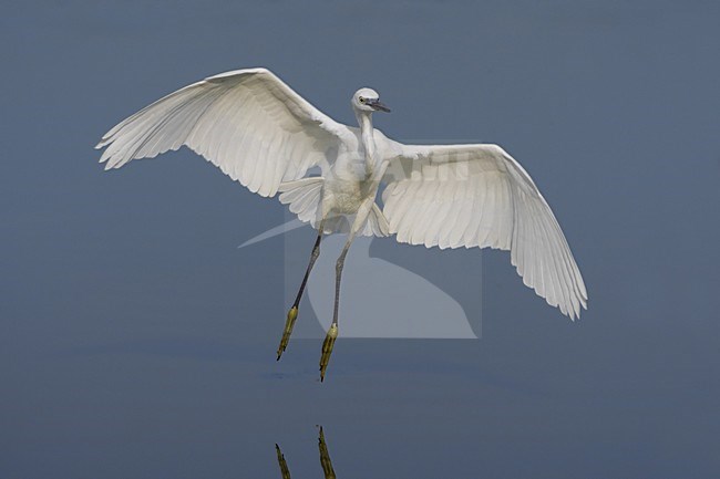 Little Egret flying; Kleine Zilverreiger vliegend stock-image by Agami/Daniele Occhiato,