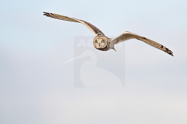 Velduil vliegend; Short-eared Owl flying stock-image by Agami/Menno van Duijn,