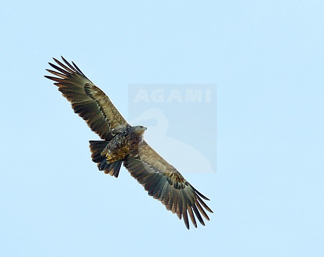 Lesser Spotted Eagle (Aquila pomarina) adult in flight stock-image by Agami/Dick Forsman,