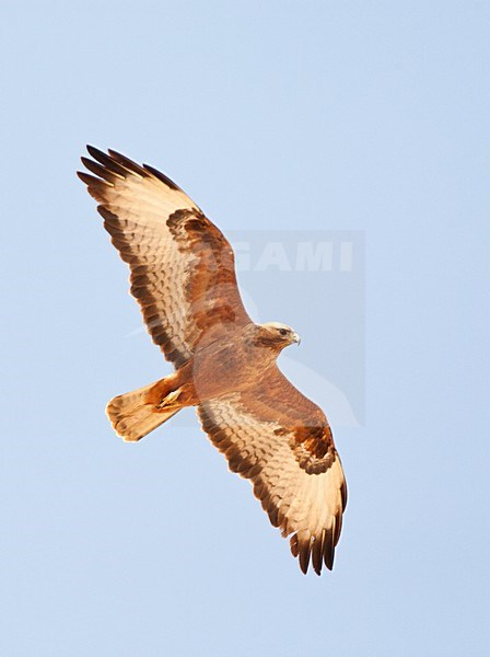 Steppebuizerd op doortrek; Steppe Buzzard on migration stock-image by Agami/Marc Guyt,