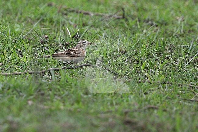 Mongolian short-toed lark (Calandrella dukhunensis) in Northeast India. Also known as Sykes's short-toed lark. stock-image by Agami/James Eaton,