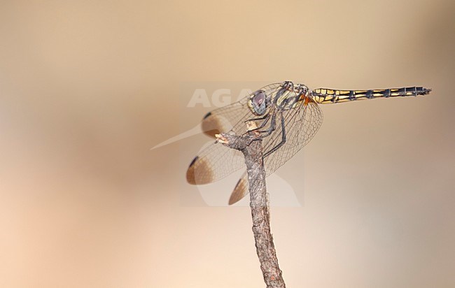 Vrouw Blauwe zonnewijzer, Female Indigo Dropwing stock-image by Agami/Fazal Sardar,