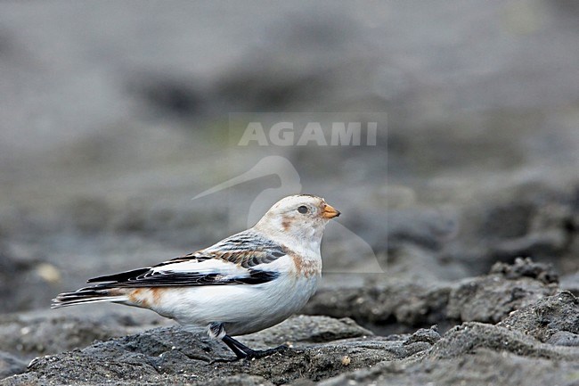 Sneeuwgors; Snow Bunting stock-image by Agami/Rob Olivier,