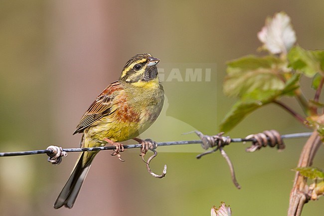 Adult male Cirl Bunting (Emberiza cirlus) in Germany. Sitting on wire from a fence. stock-image by Agami/Ralph Martin,